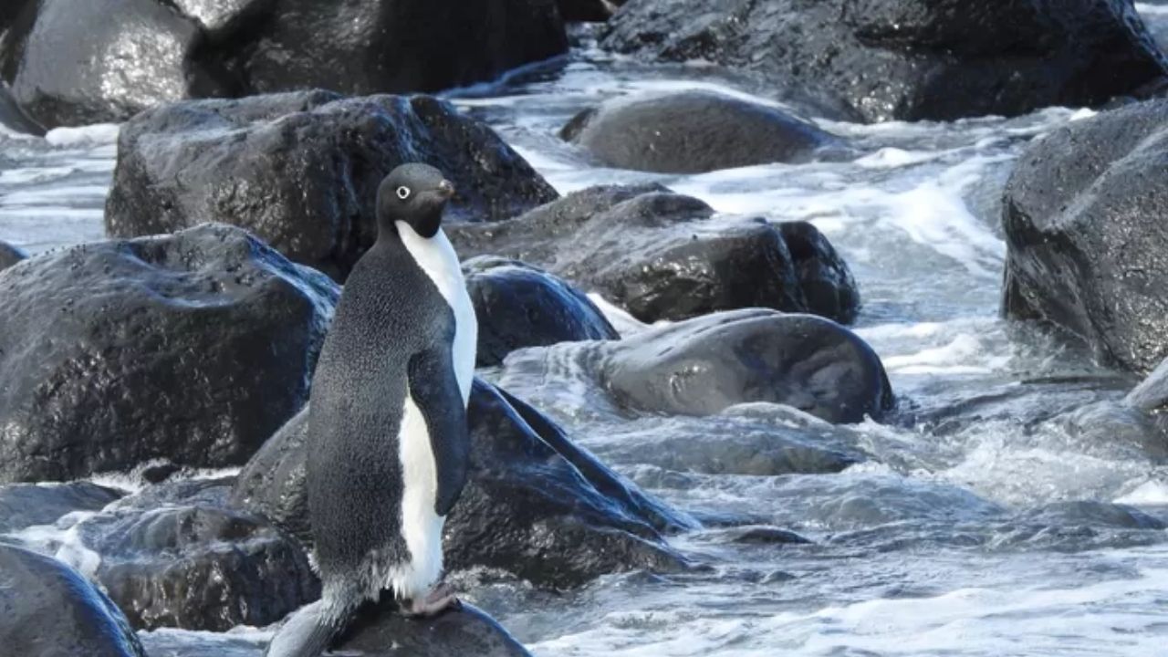 O pinguim que foi encontrado a 3 mil quilômetros de casa