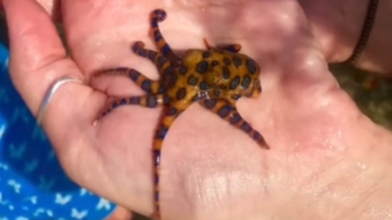 Mulher é mordida por um dos polvos mais venenosos do mundo em praia australiana