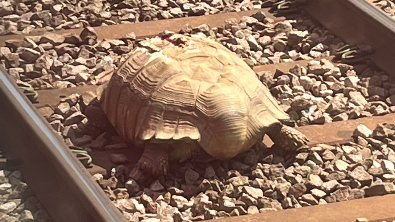 Tartaruga gigante impede tráfego de trens na Inglaterra