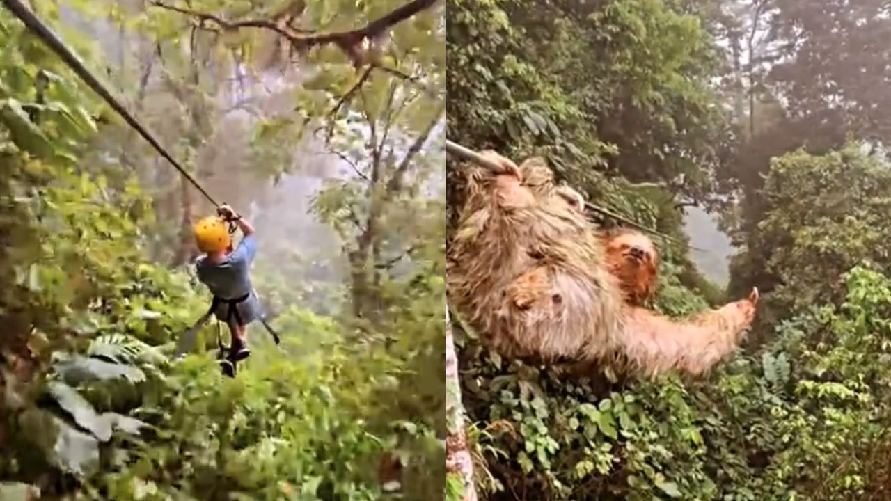 Menino se choca contra preguiça em tirolesa da Costa Rica