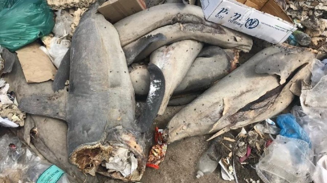 Tubarões em extinção são encontrados mutilados em praia do Chile