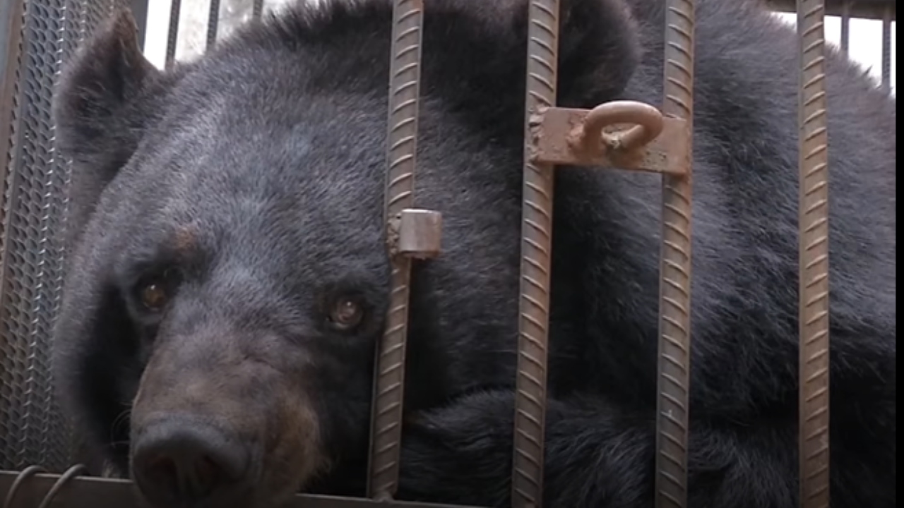 Família na China adota cachorro e descobre, após dois anos, que era um urso