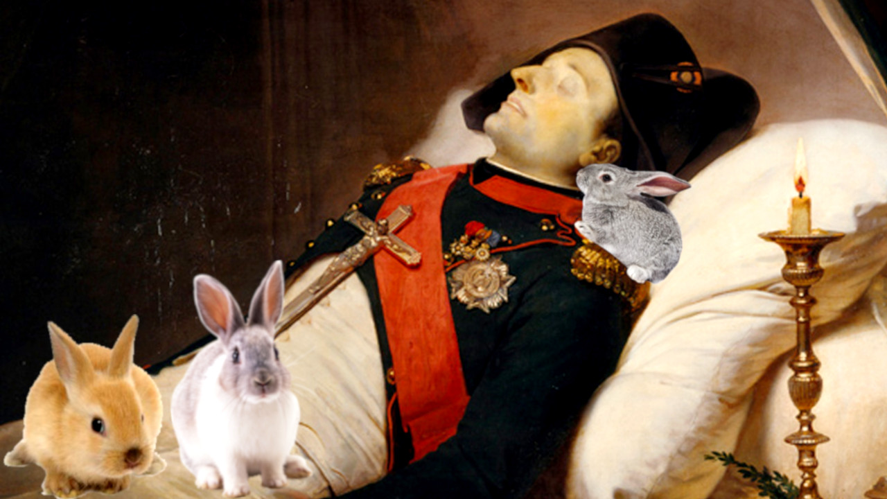 Inimigo inusitado: Quando coelhos puseram Napoleão para correr