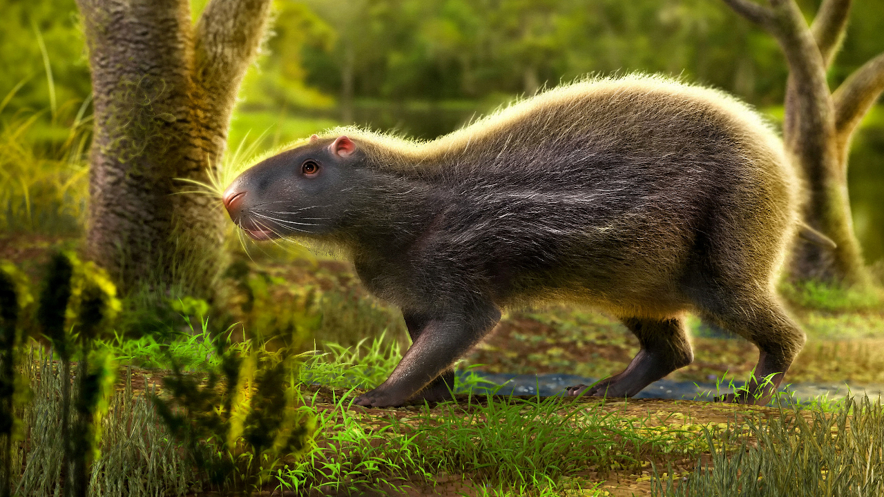 Há 10 milhões de anos, o Acre era habitado por ratos pré-históricos do tamanho de humanos