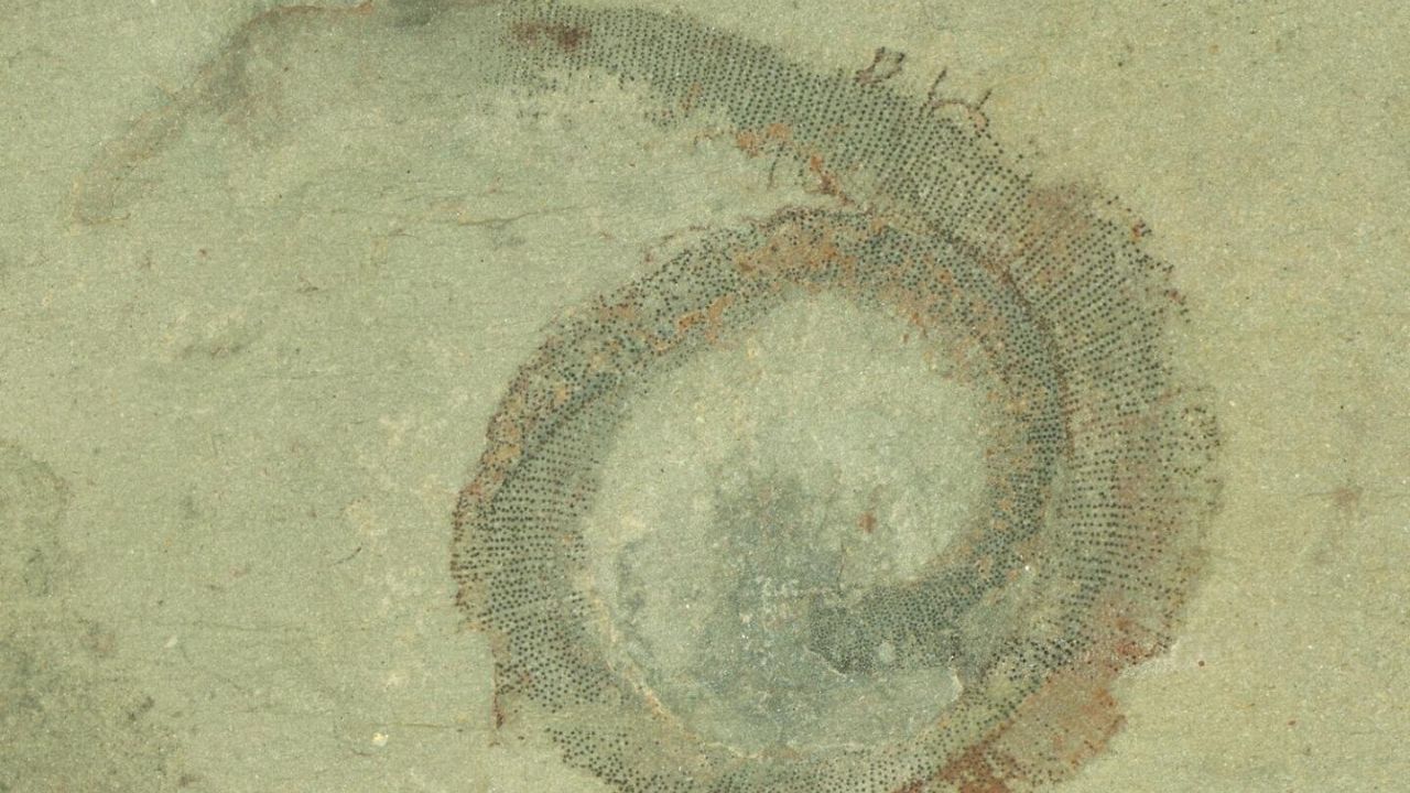 Após ser descartado por 50 anos, antigo verme marinho pode ajudar na compreensão do processo evolutivo