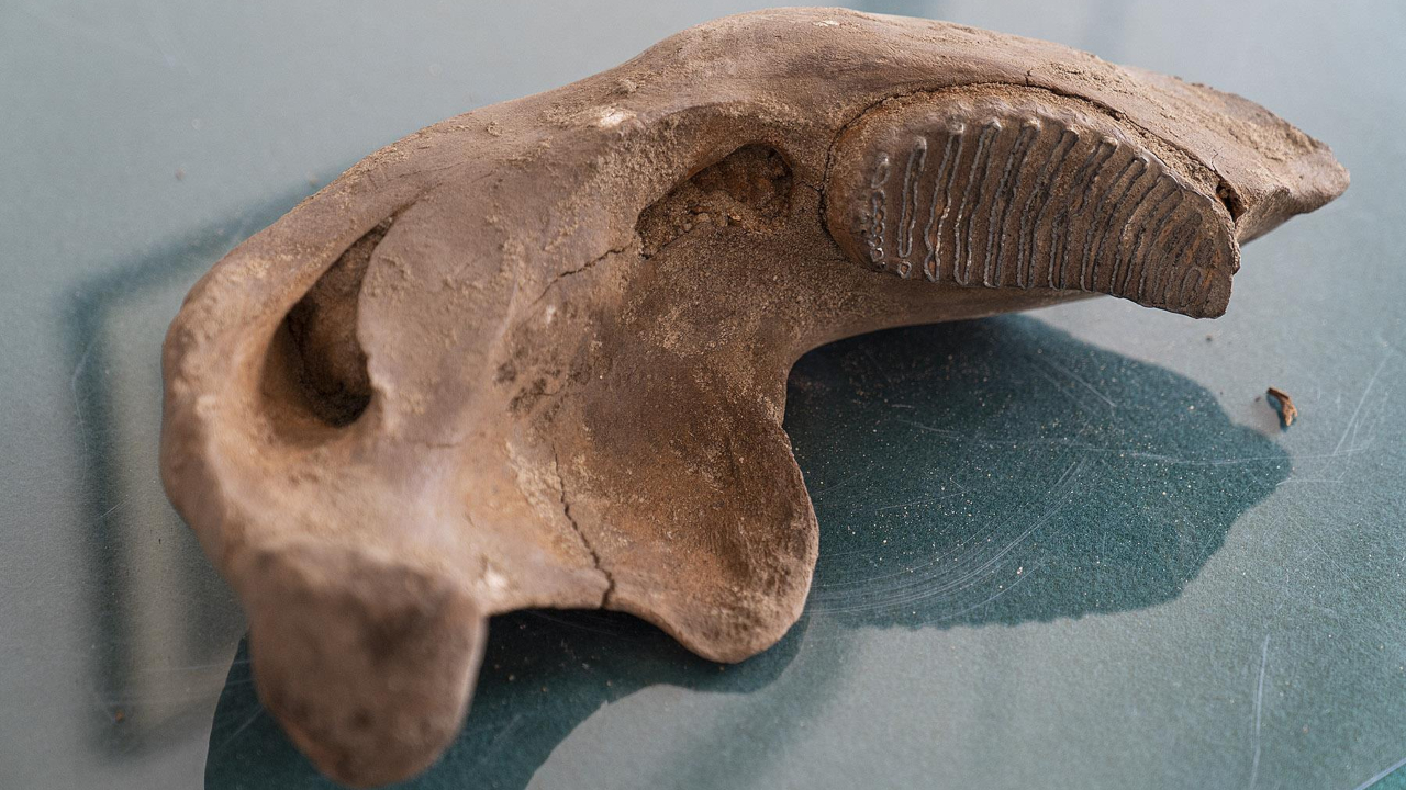Fóssil de 20 mil anos é encontrado em estação de metro em Varsóvia