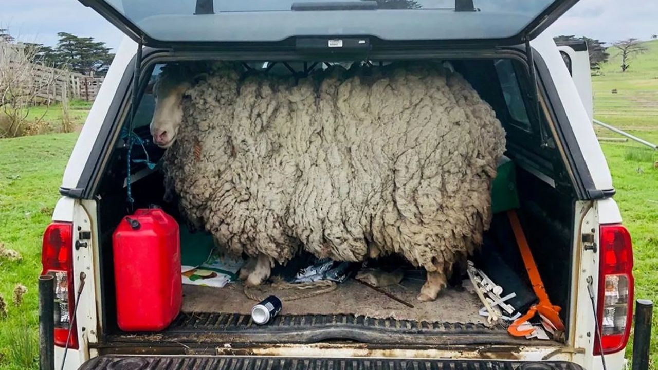 Ovelha retorna sem tosa após sete anos perdida