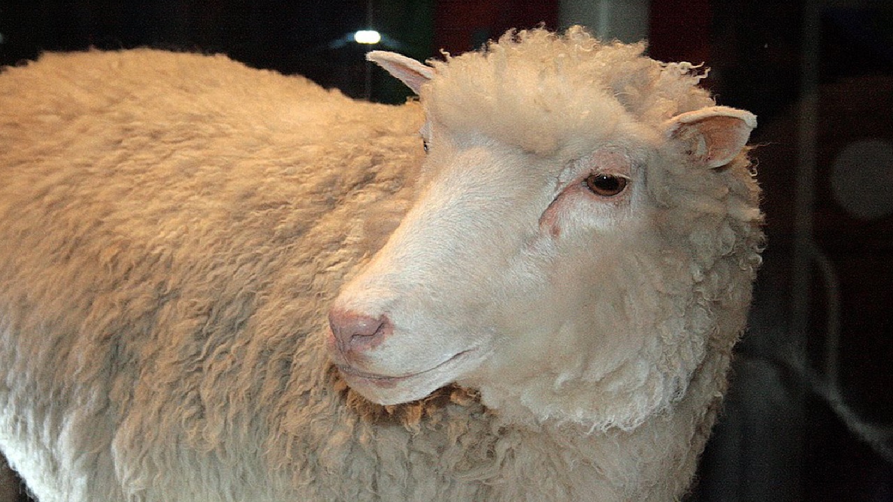 23 anos da Ovelha Dolly, o primeiro mamífero clonado da História