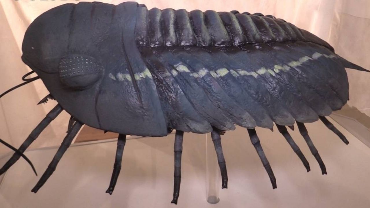 Existiram há 400 milhões de anos: descobertas novas espécies de trilobitas na Austrália