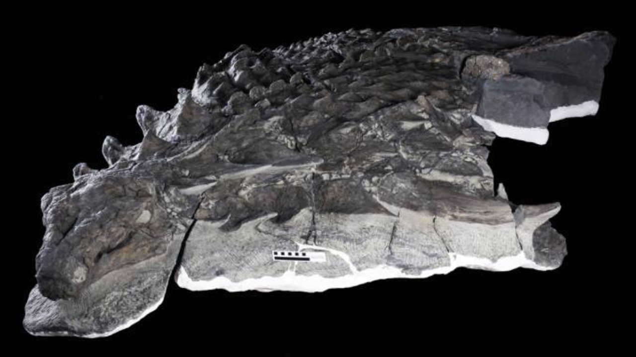A última ‘refeição’ de um dinossauro, há 110 milhões de anos