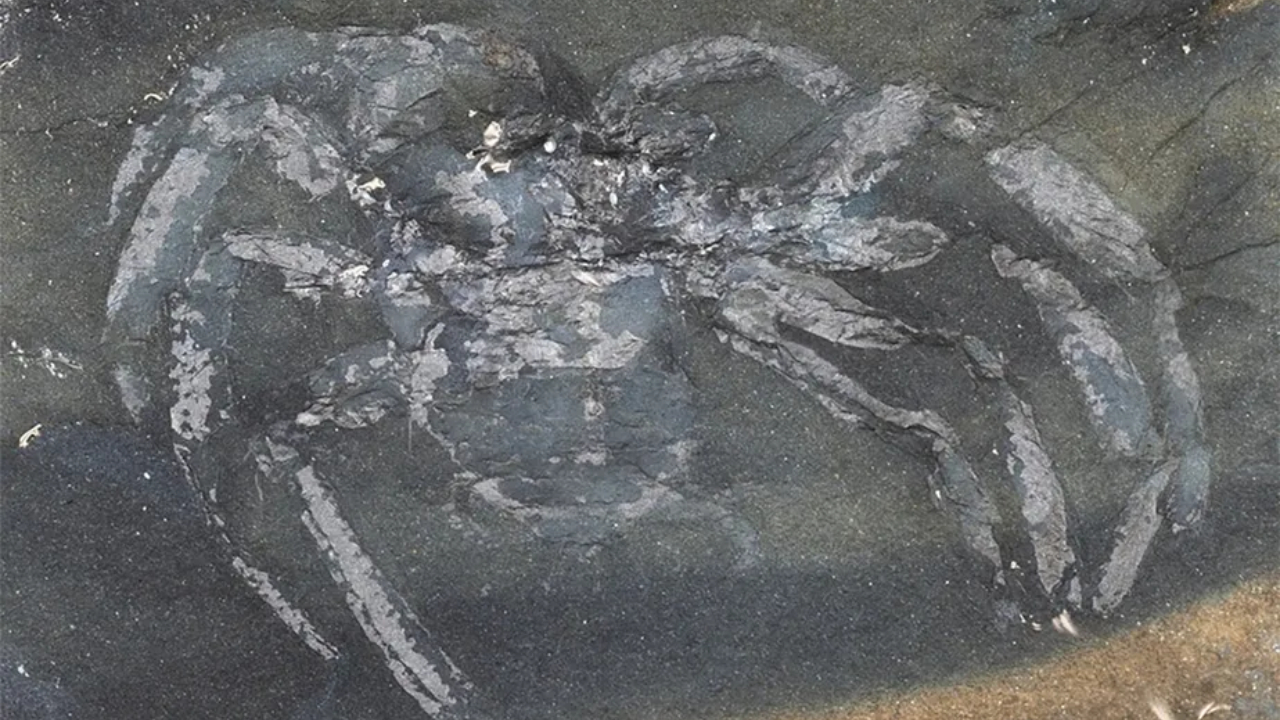 Aranha ancestral nunca antes descrita é descoberta na Alemanha