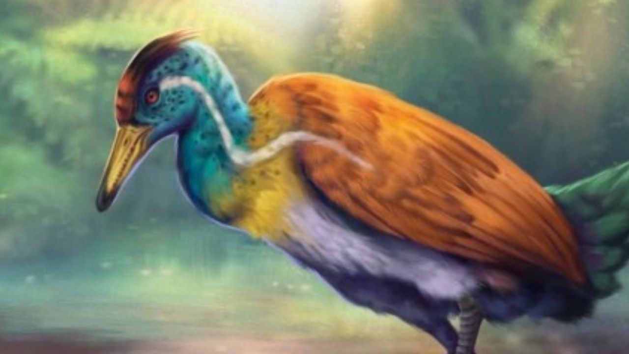 Pesquisadores encontram fóssil de ave que viveu há 115 milhões de anos, no Ceará