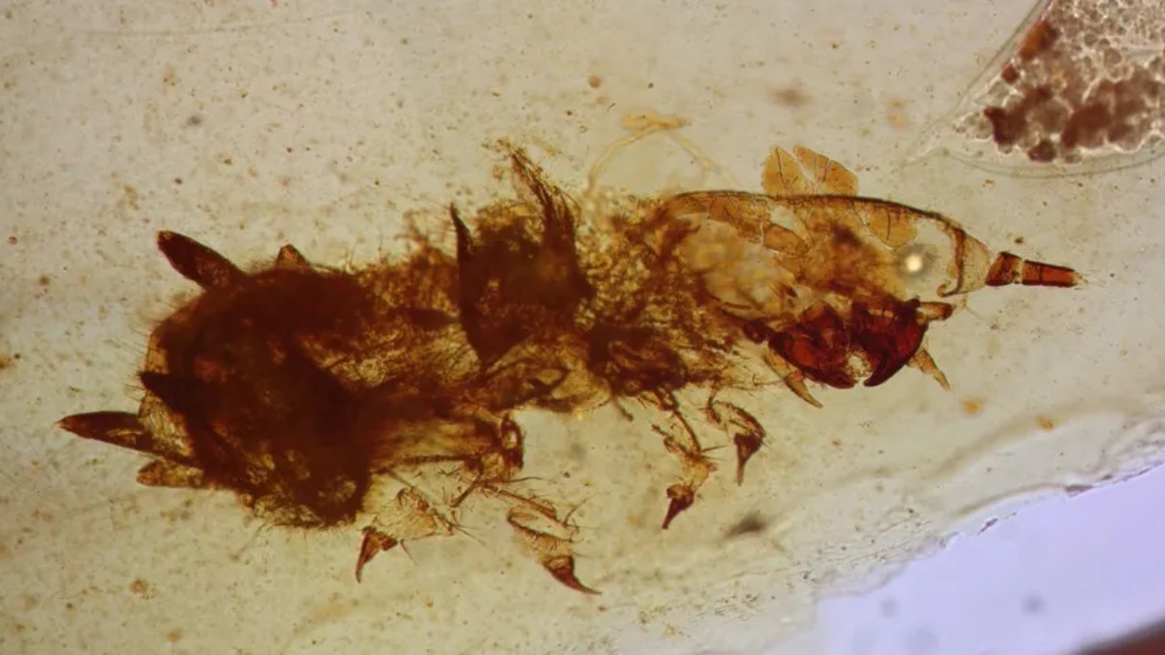 Jurassic Park? Besouros que comiam penas de dinossauros são encontrados em âmbar