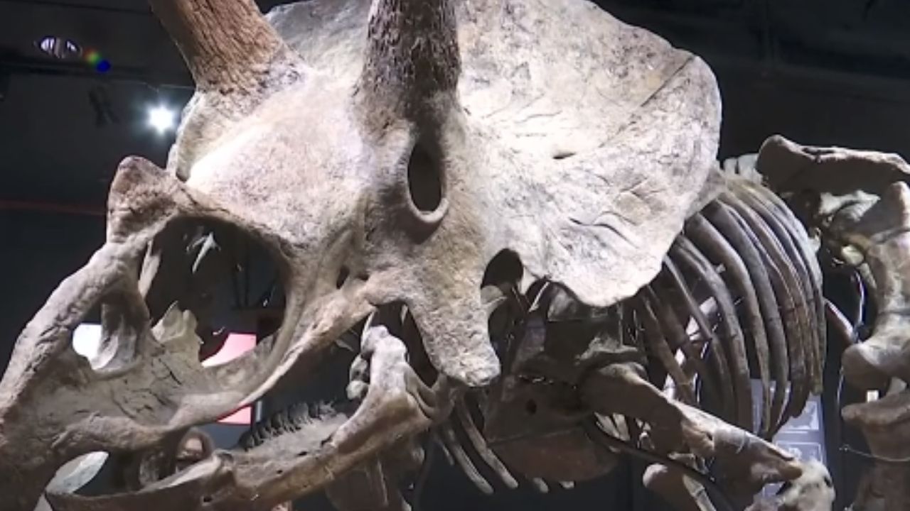 Esqueleto do maior triceratops já encontrado é leiloado por valor sete vezes maior do que o esperado