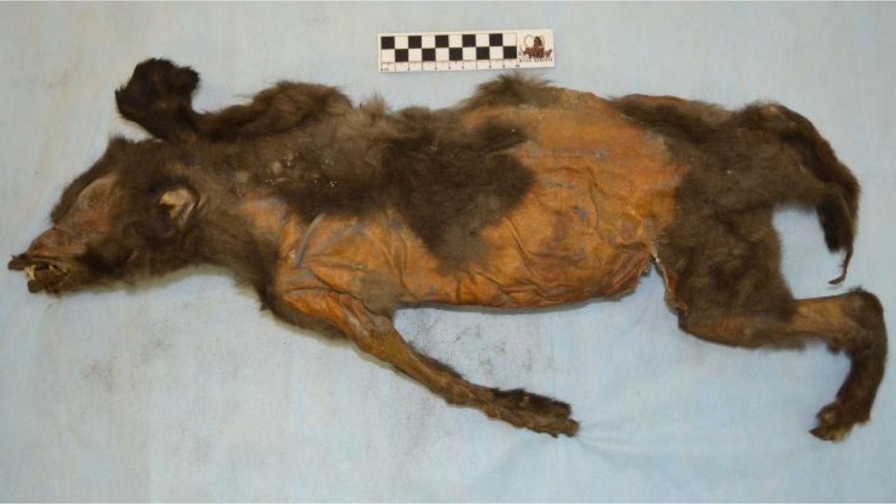 Cientistas descobrem qual foi a última refeição de um filhote de cachorro de 14 mil anos