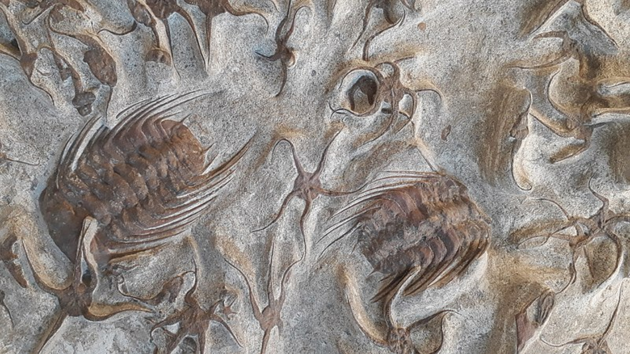 Primeira grande extinção em massa da Terra pode ter sido causada por gás venenoso