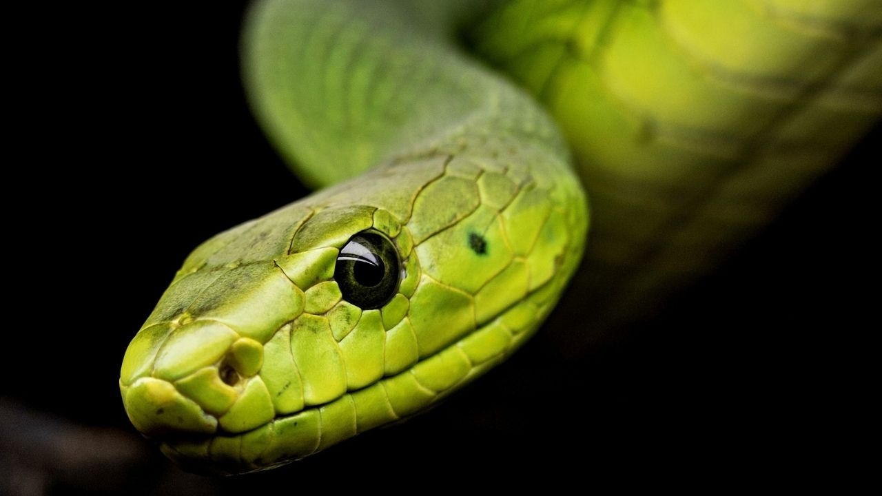 Estudo revela que asteroide que matou dinossauros determinou sucesso evolutivo das cobras