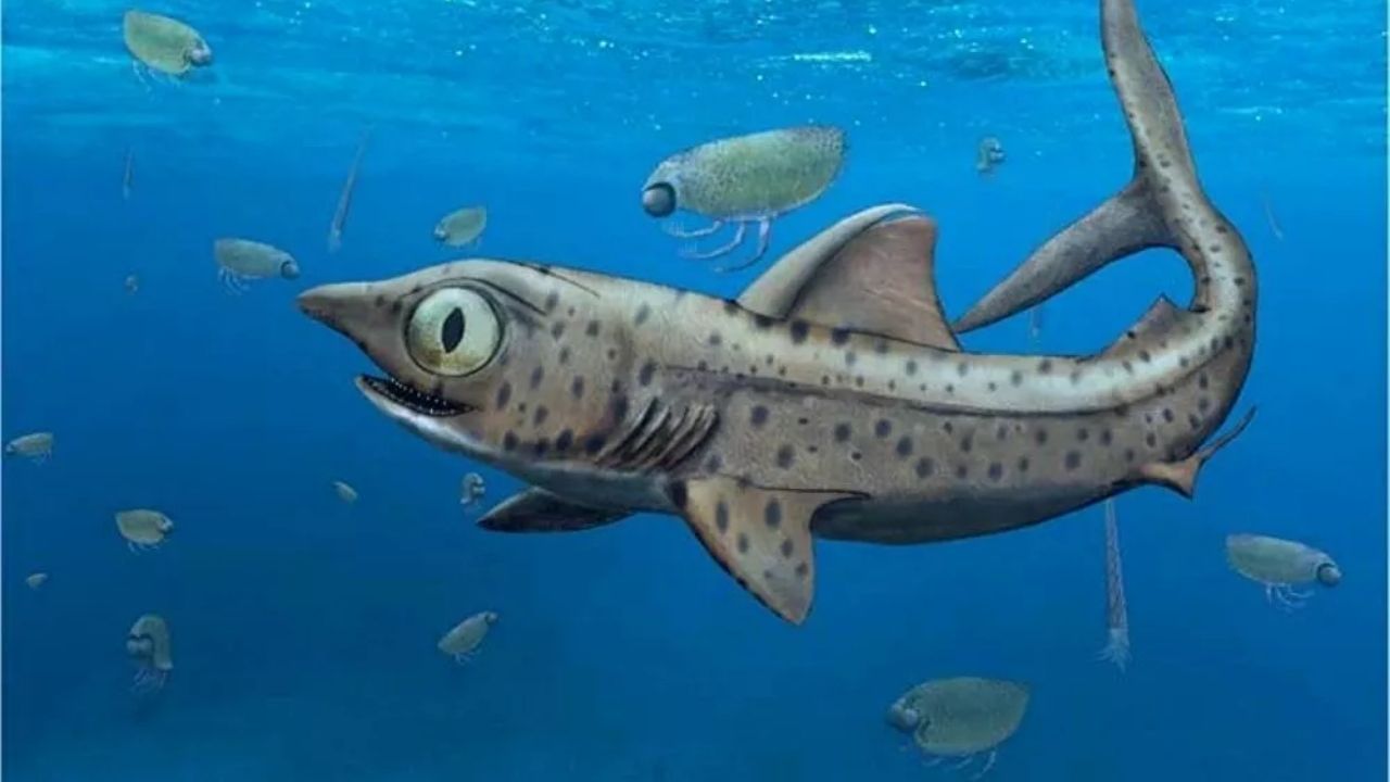 Paleontólogos descobrem tubarão primitivo de 370 milhões de anos que tinha dentes articulados