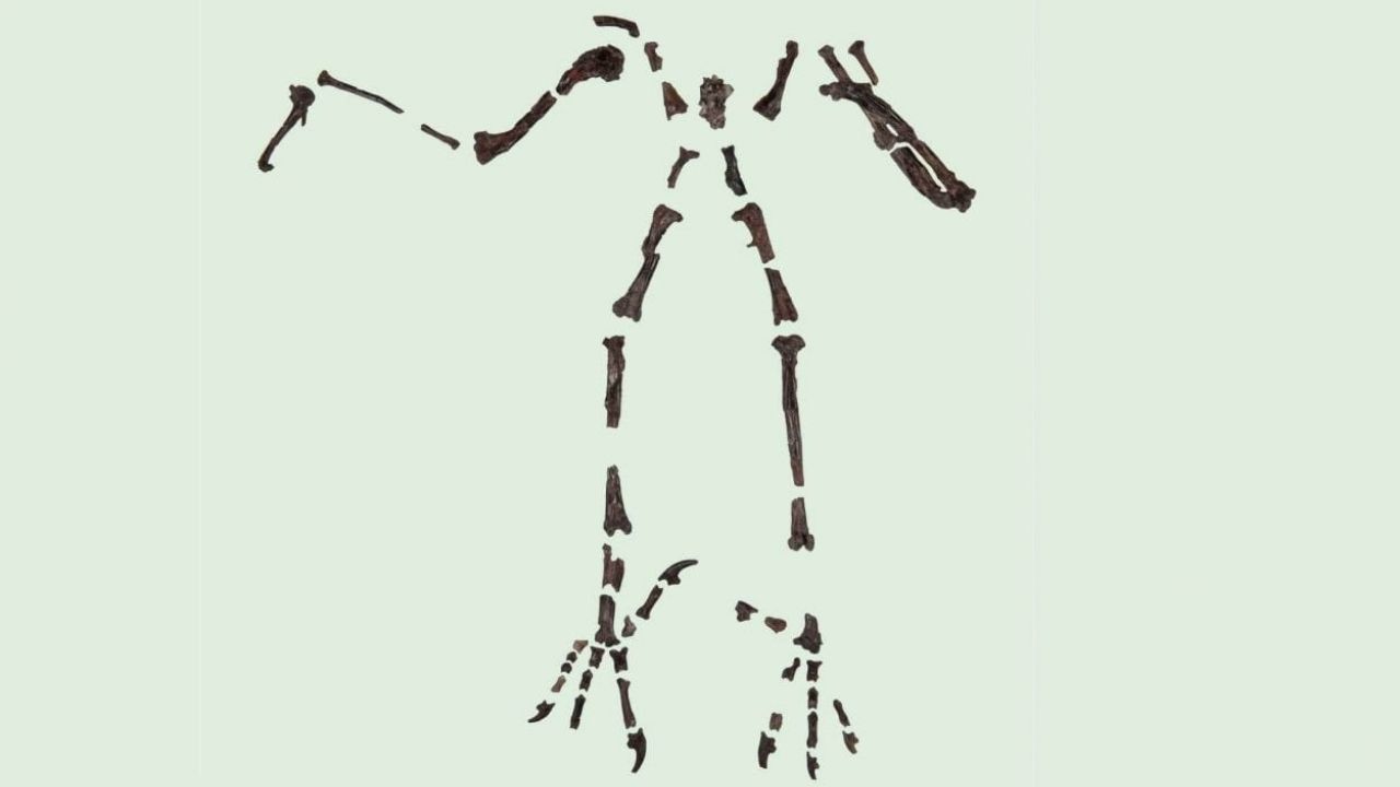 Esqueleto de coruja de 55 milhões de anos é reconstruído e revela características específicas