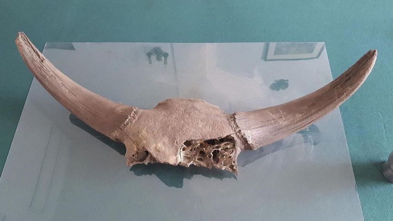 Obras em metrô na Polônia revelam crânio de bisonte pré-histórico