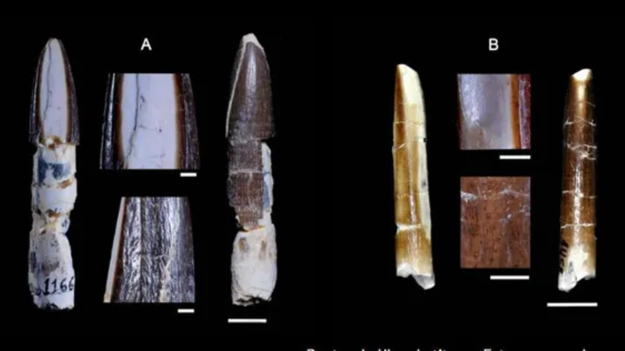 Maior dente de dinossauro no mundo é descoberto em Minas Gerais