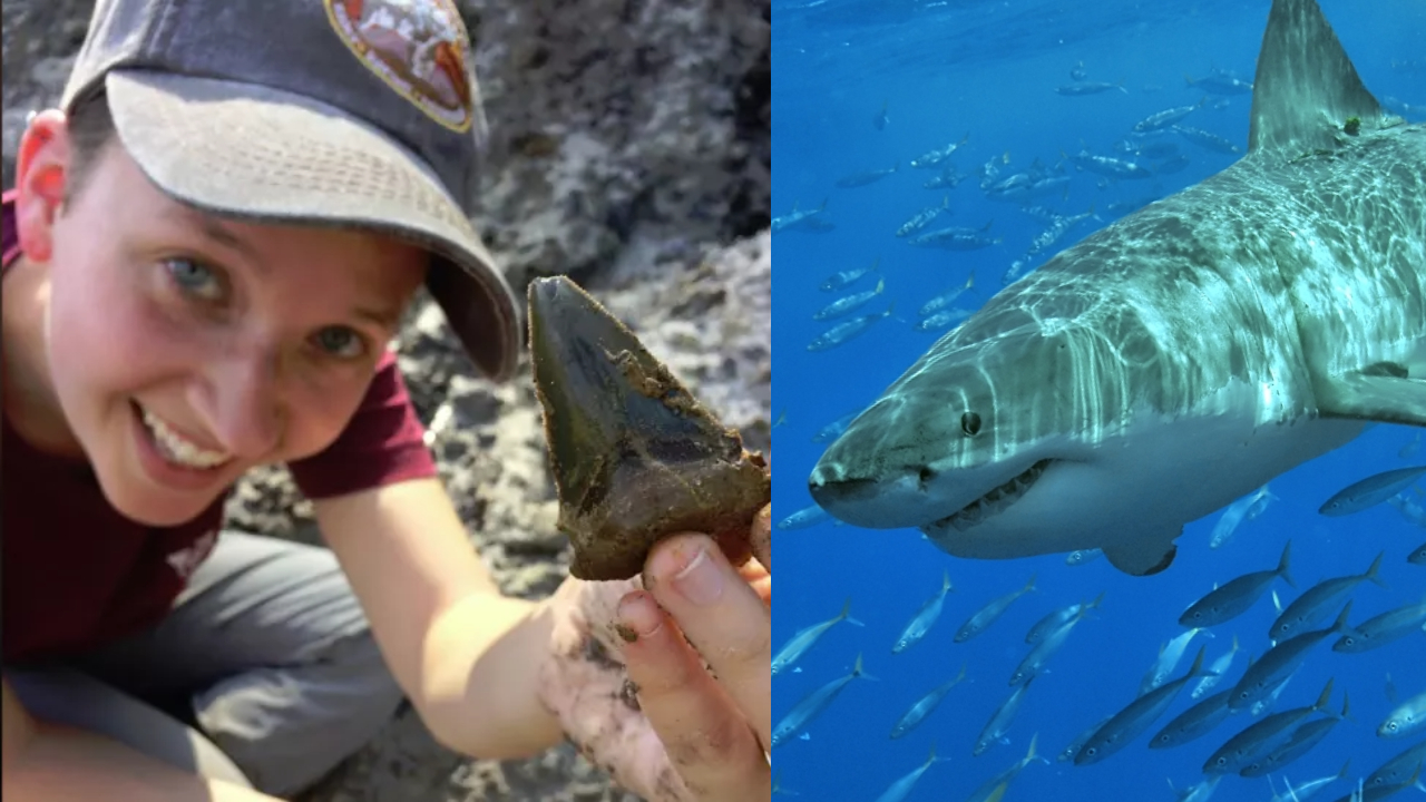 Cientistas encontram dentes do maior megalodon que já existiu