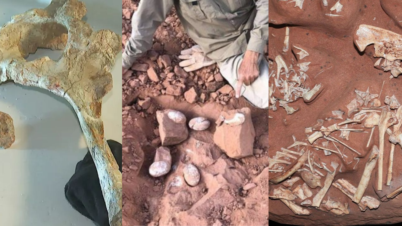 5 descobertas brasileiras sobre dinossauros em 2021