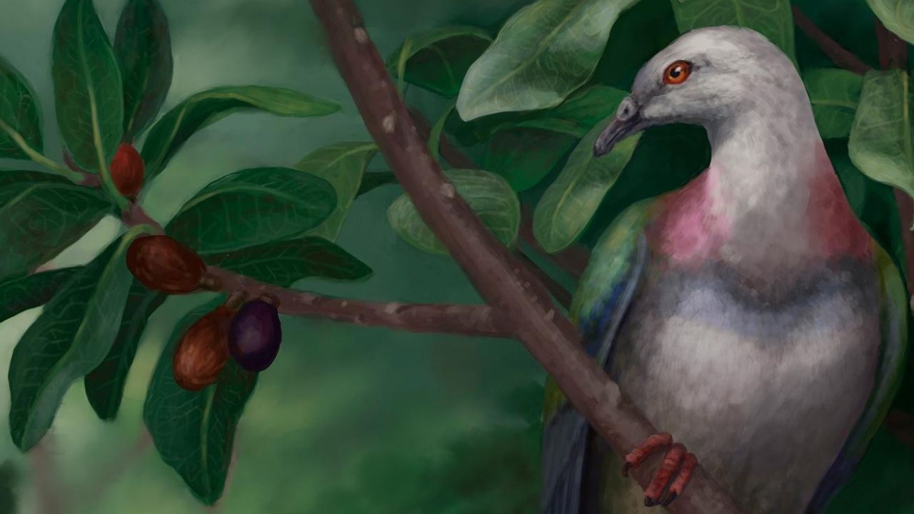 Pesquisadores encontram ossos de pombo gigante extinto