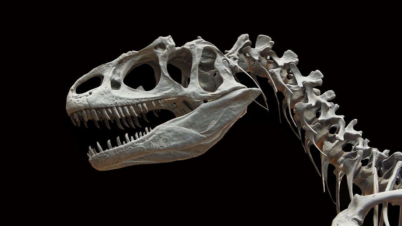 Explicação para a extinção dos dinossauros é apontada por cientistas da Bélgica