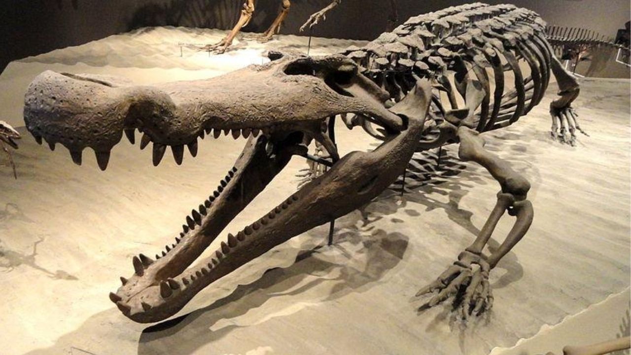 “Predador bizarro e monstruoso”: Pesquisa analisa fósseis de gigantescos Deinosuchus