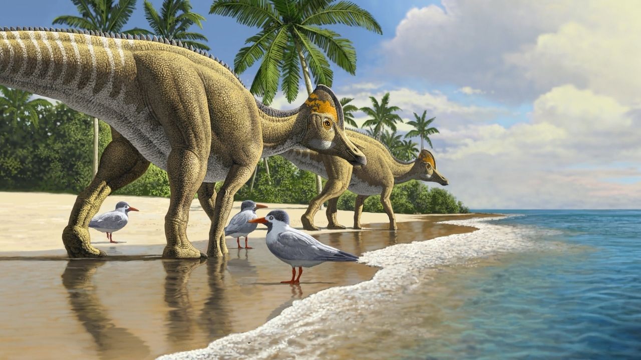 Pela primeira vez, fósseis de dinossauro bico de pato são encontrados na África