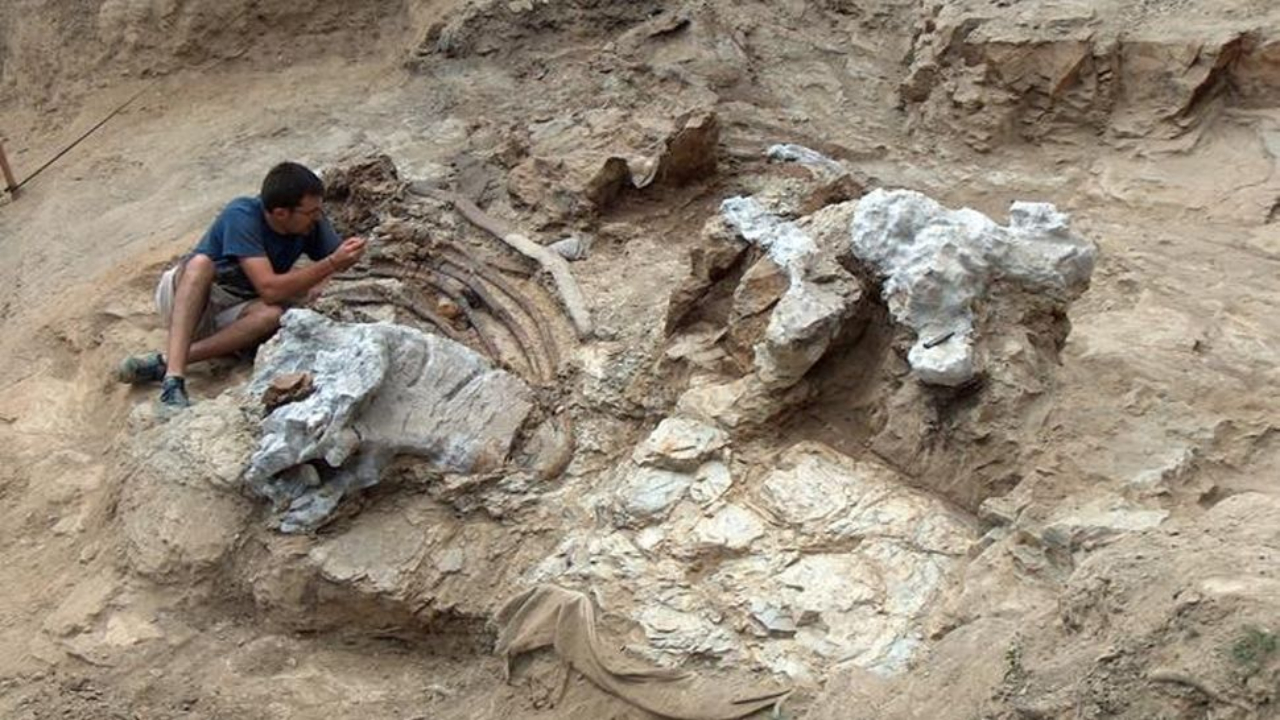 Inédito dinossauro de pescoço comprido é identificado na Espanha