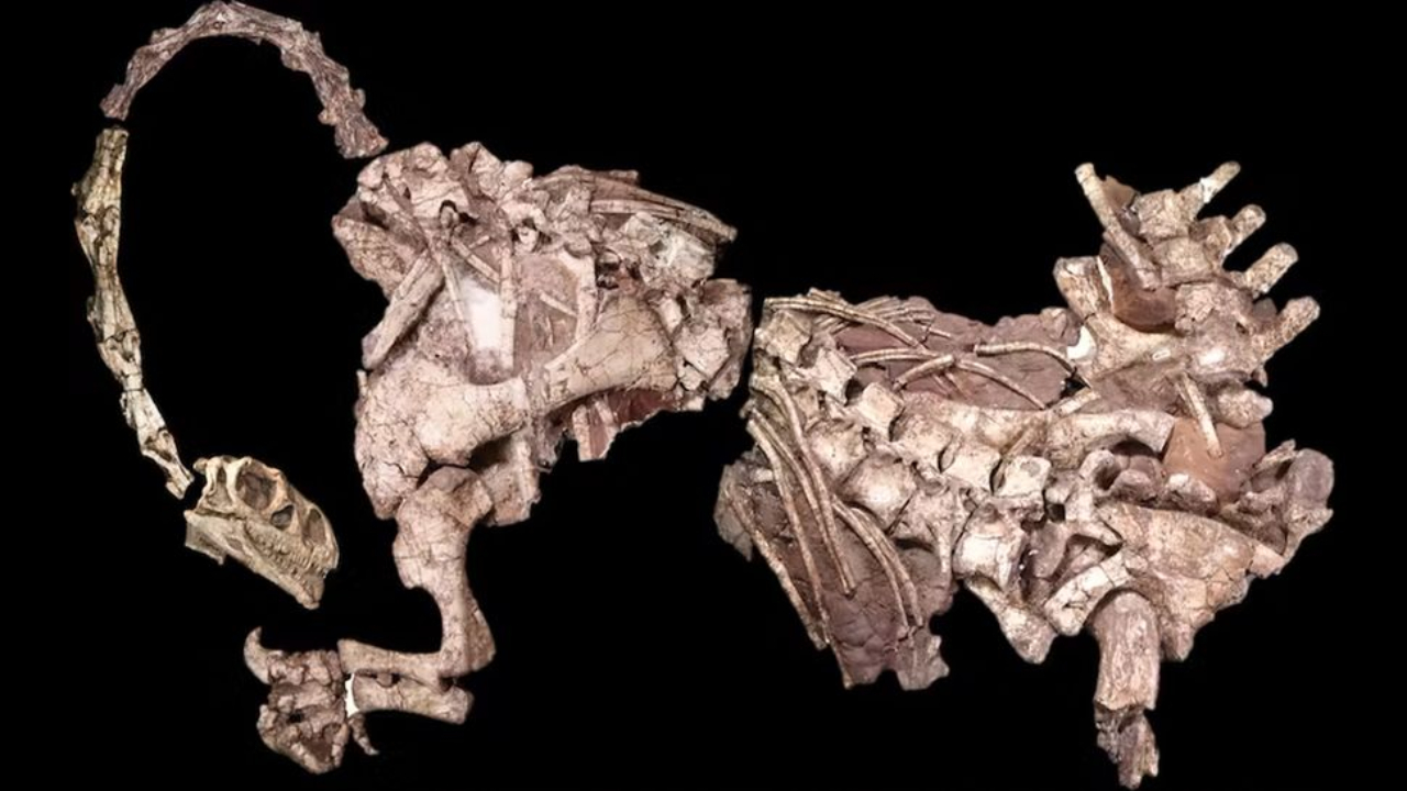 Africanos podem ter descoberto ossos de dinossauros antes dos britânicos