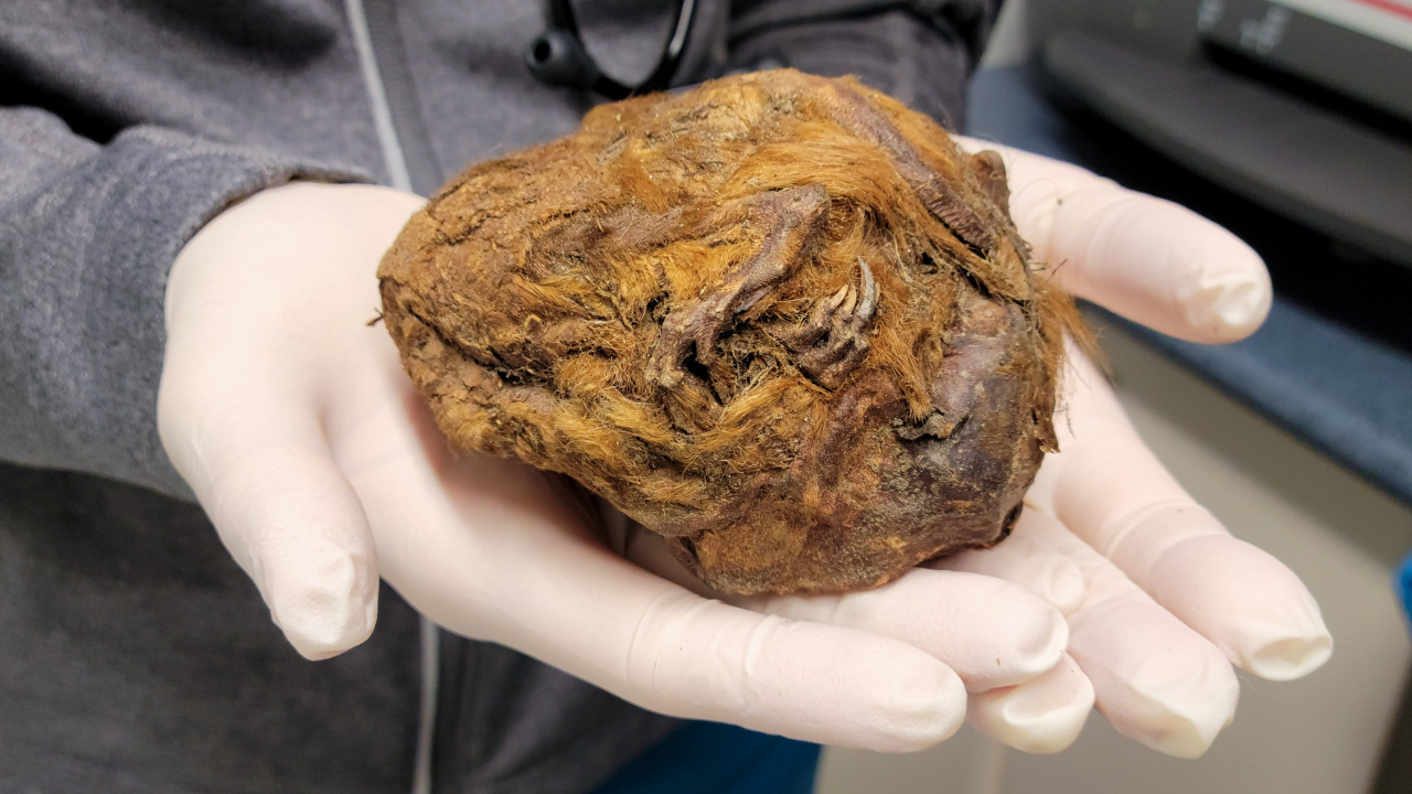 ‘Bola de pelo’ congelada de 30 mil anos era, no passado, um esquilo