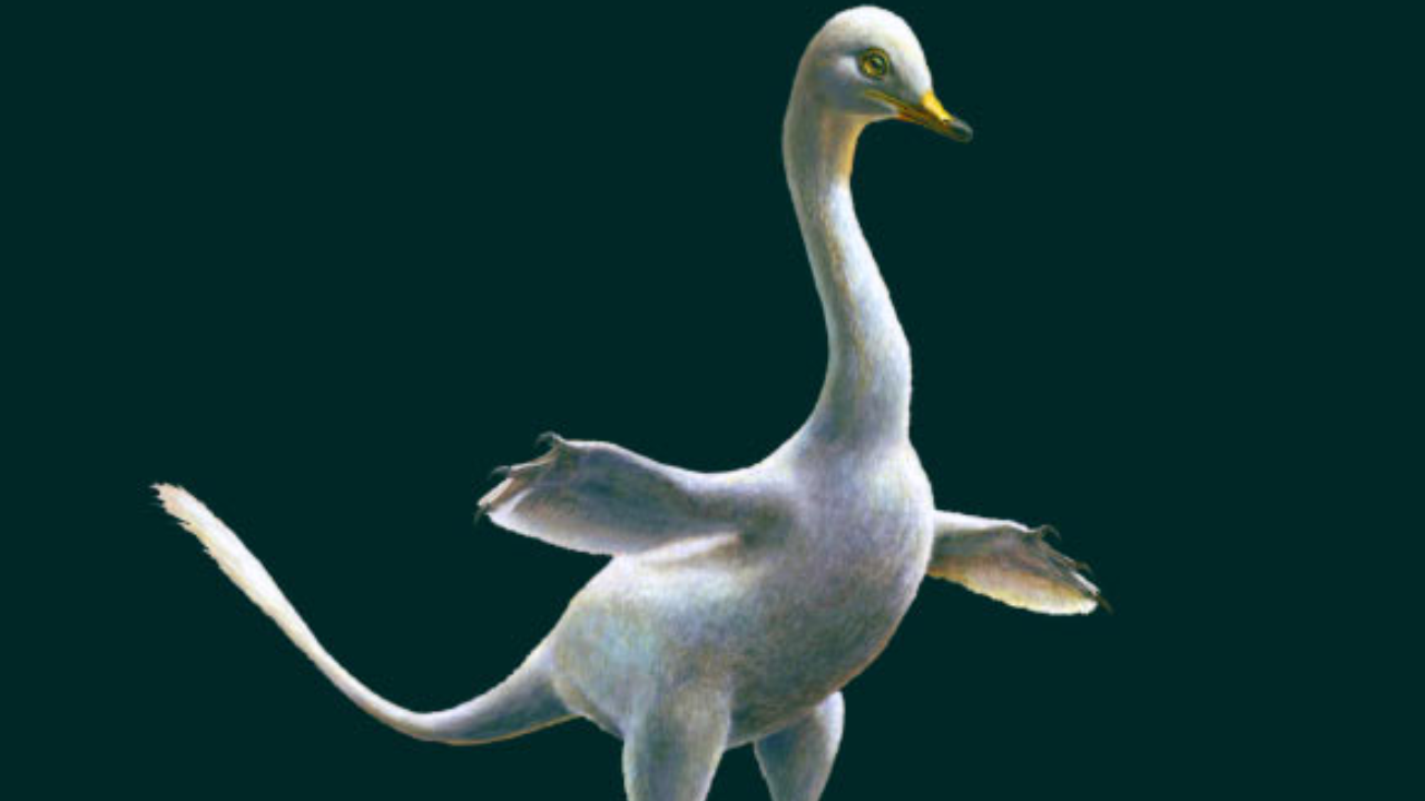 Há 70 milhões de anos, existiam dinossauros semelhantes a uma mistura de patos e pinguins