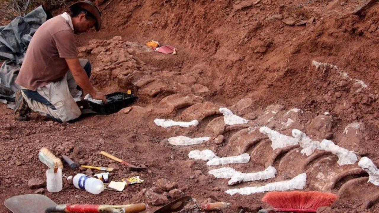 A recente descoberta que pode mudar o recorde de maior dinossauro já conhecido