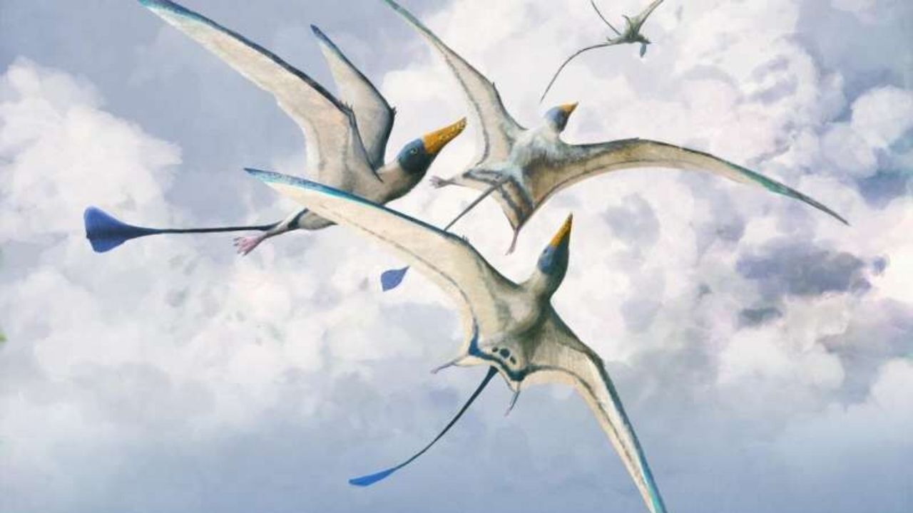 Pterossauros evoluíram durante milhões de anos para que pudessem voar melhor