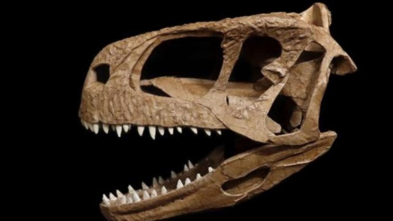Cientistas encontram crânio de dinossauro carnívoro, na Patagônia