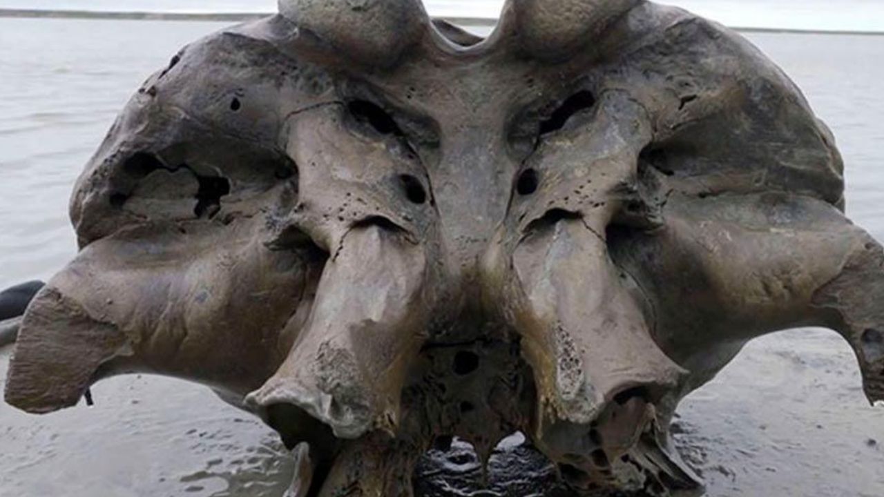 Ossada de mamute de 10 mil anos pode levar à clonagem de animais pré-históricos