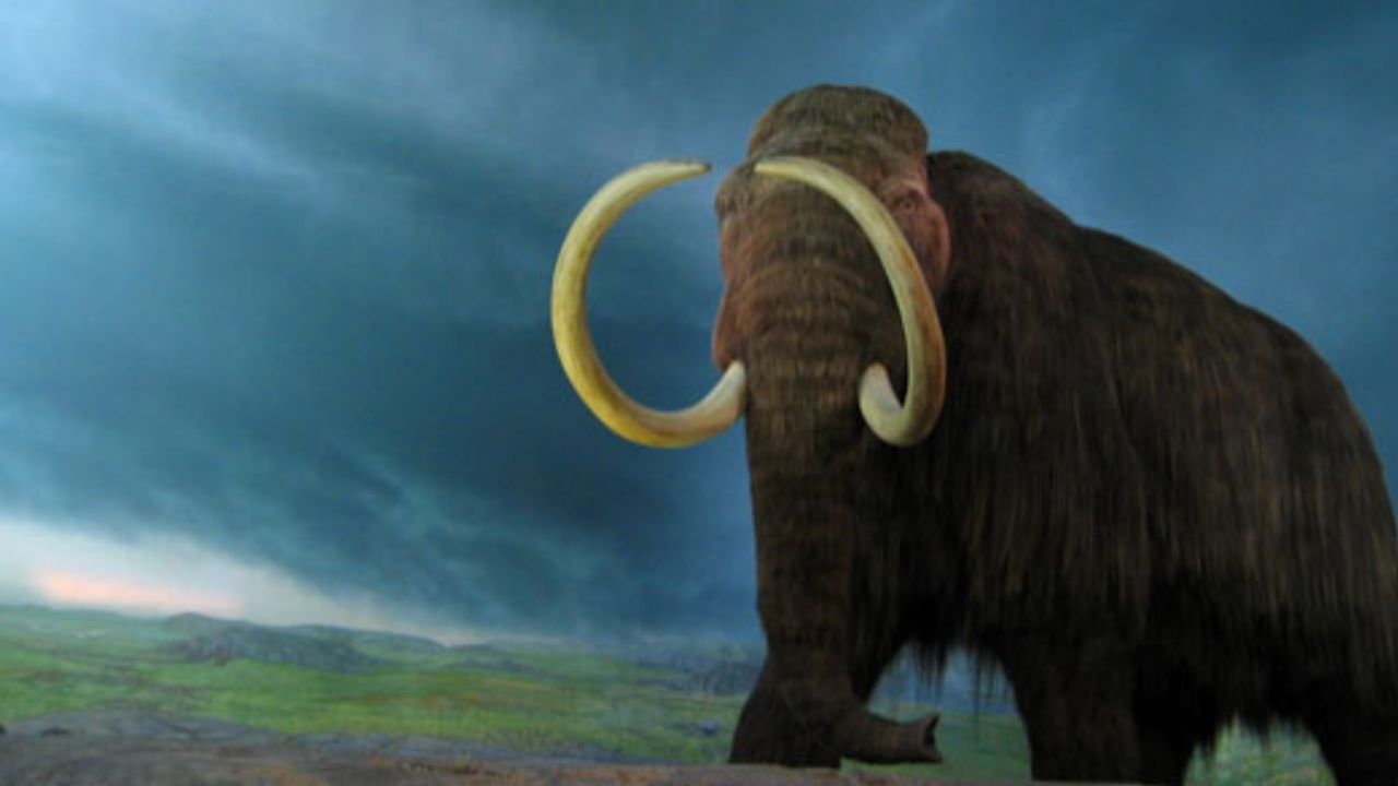 Há 5 mil anos, mamutes ainda viviam no Canadá