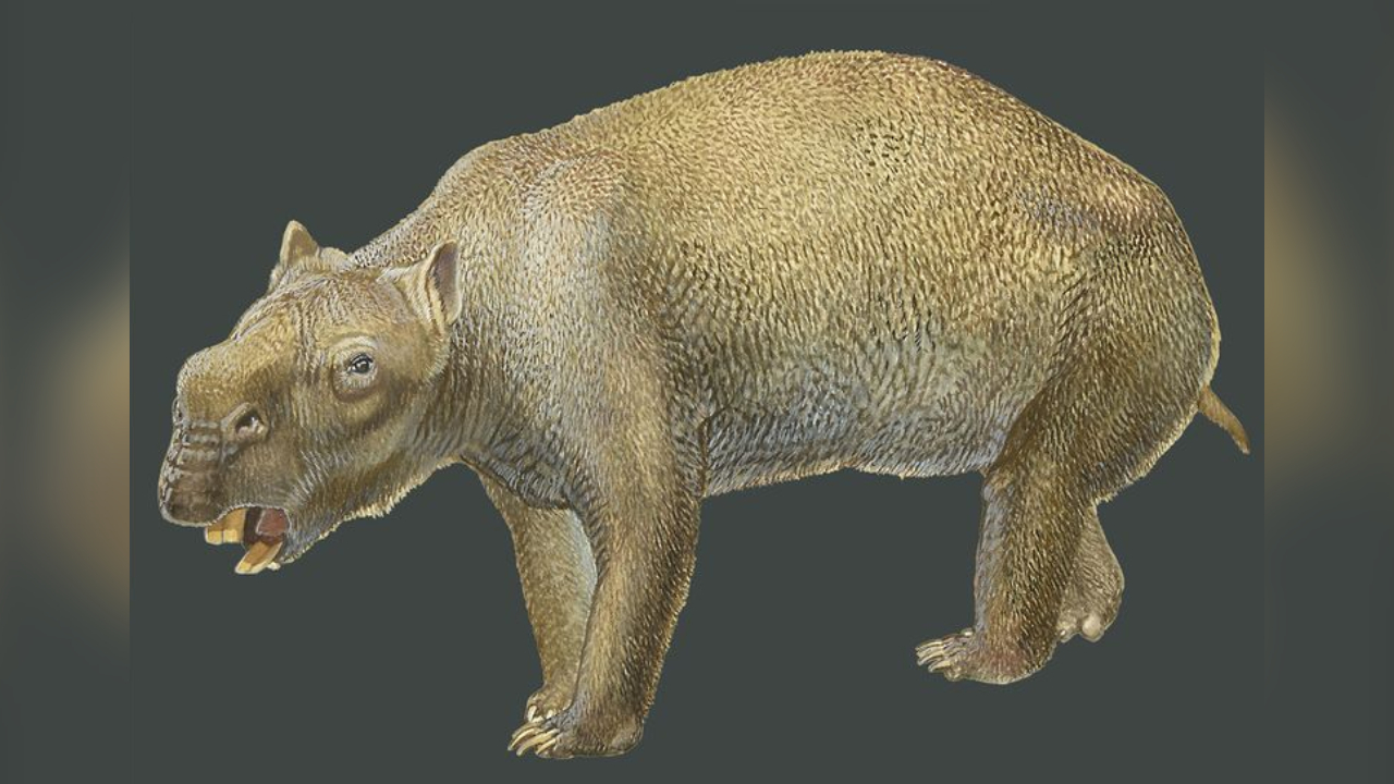 Restos mortais do maior marsupial conhecido são descobertos na Austrália