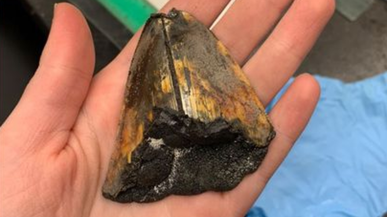 Dente de megalodon é encontrado em região inexplorada do oceano