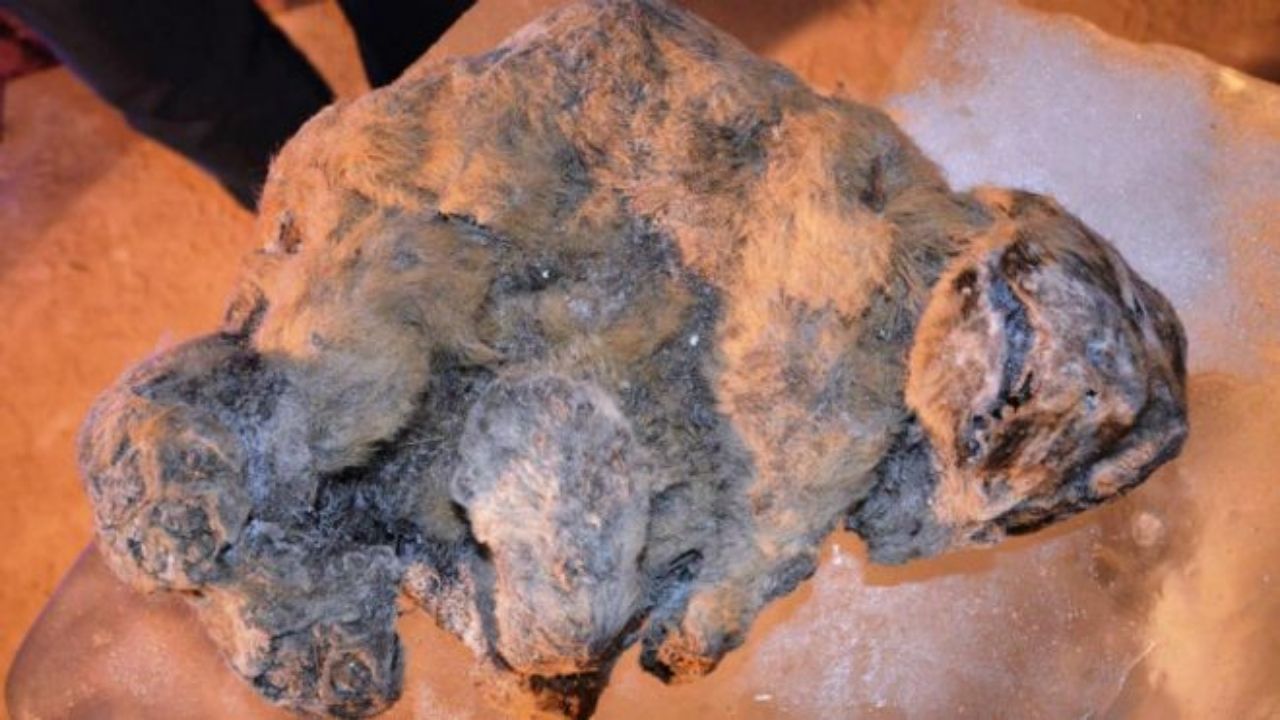 Veja as múmias mais completas já encontradas de espécie de leão extinta há 12 mil anos