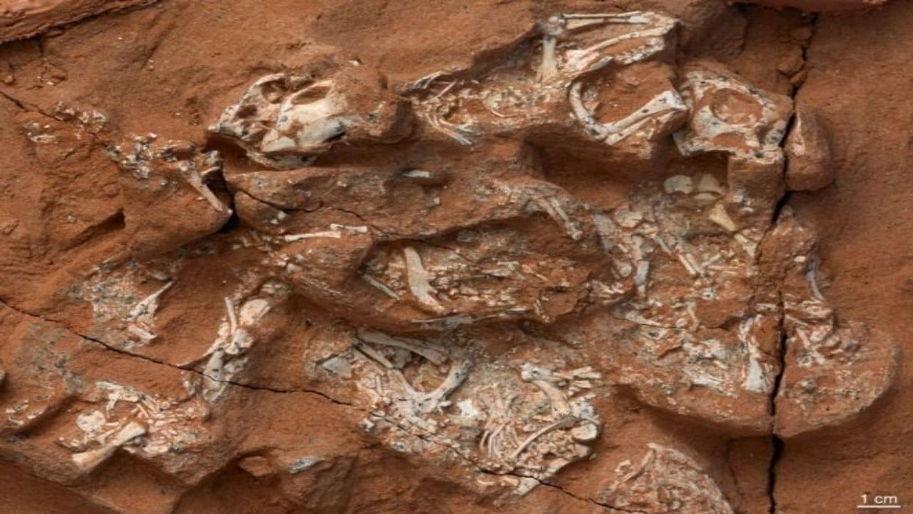 Alguns dinossauros tinham ovos com casca mole, revela estudo