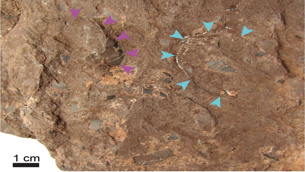 Pequenos ovos de dinossauros são descobertos no Japão