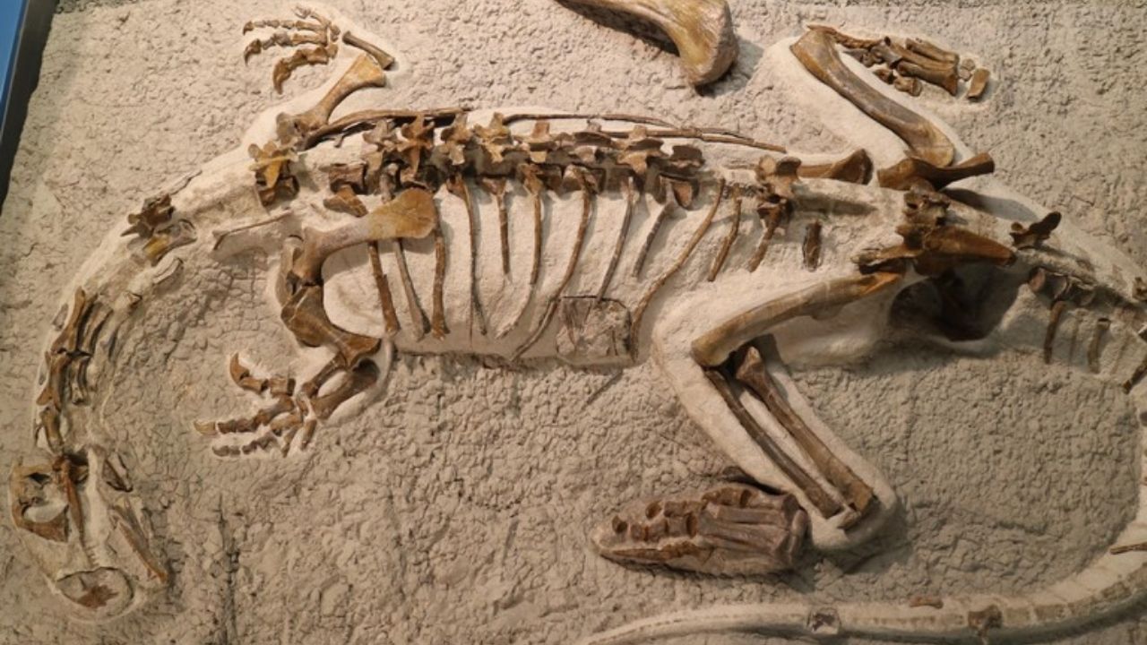 Pesquisadores descobrem peculiaridades no crescimento de filhotes de dinossauros