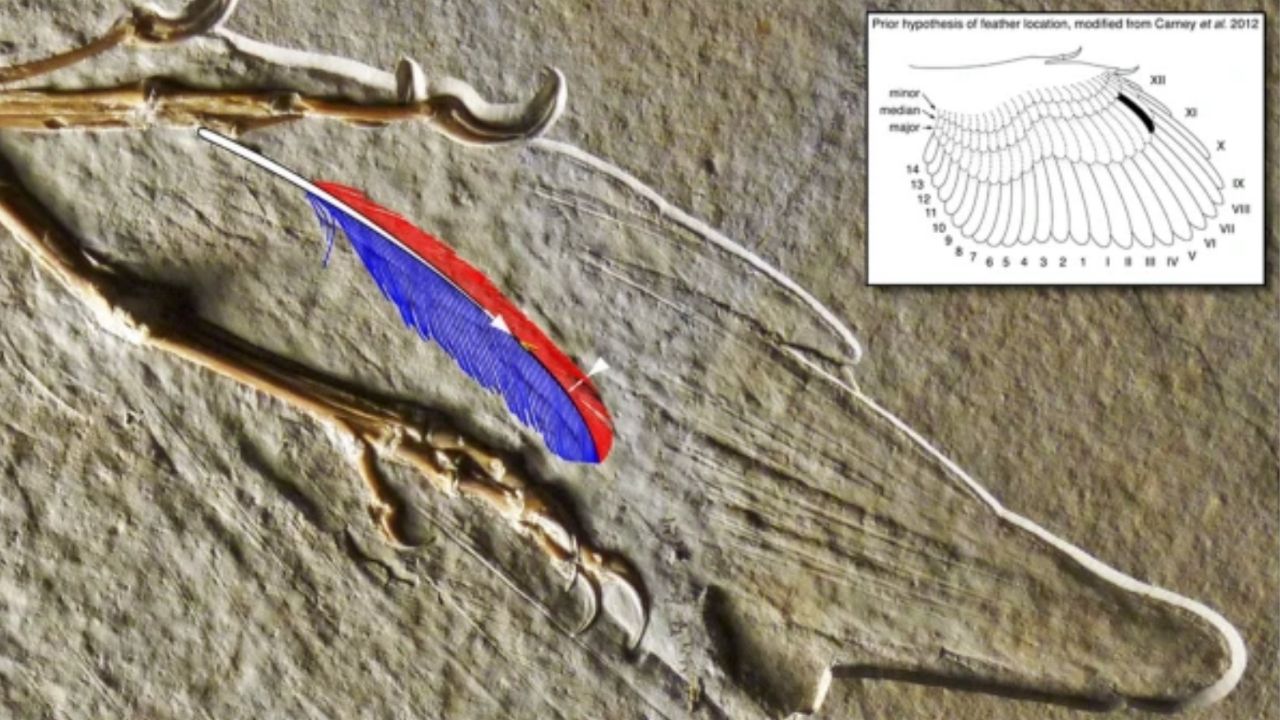 Cientistas descobrem de que animal é a pena fóssil mais antiga do mundo