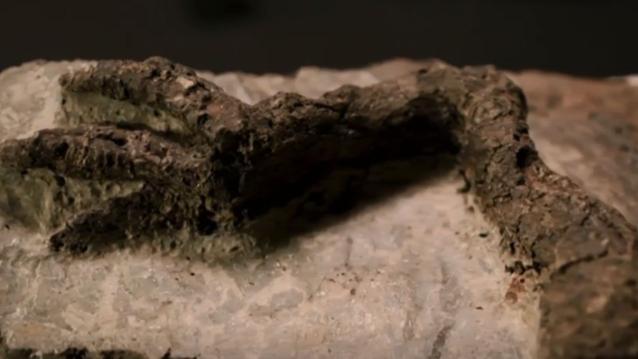 Fóssil de dinossauro que possivelmente morreu com colisão do asteroide é encontrado