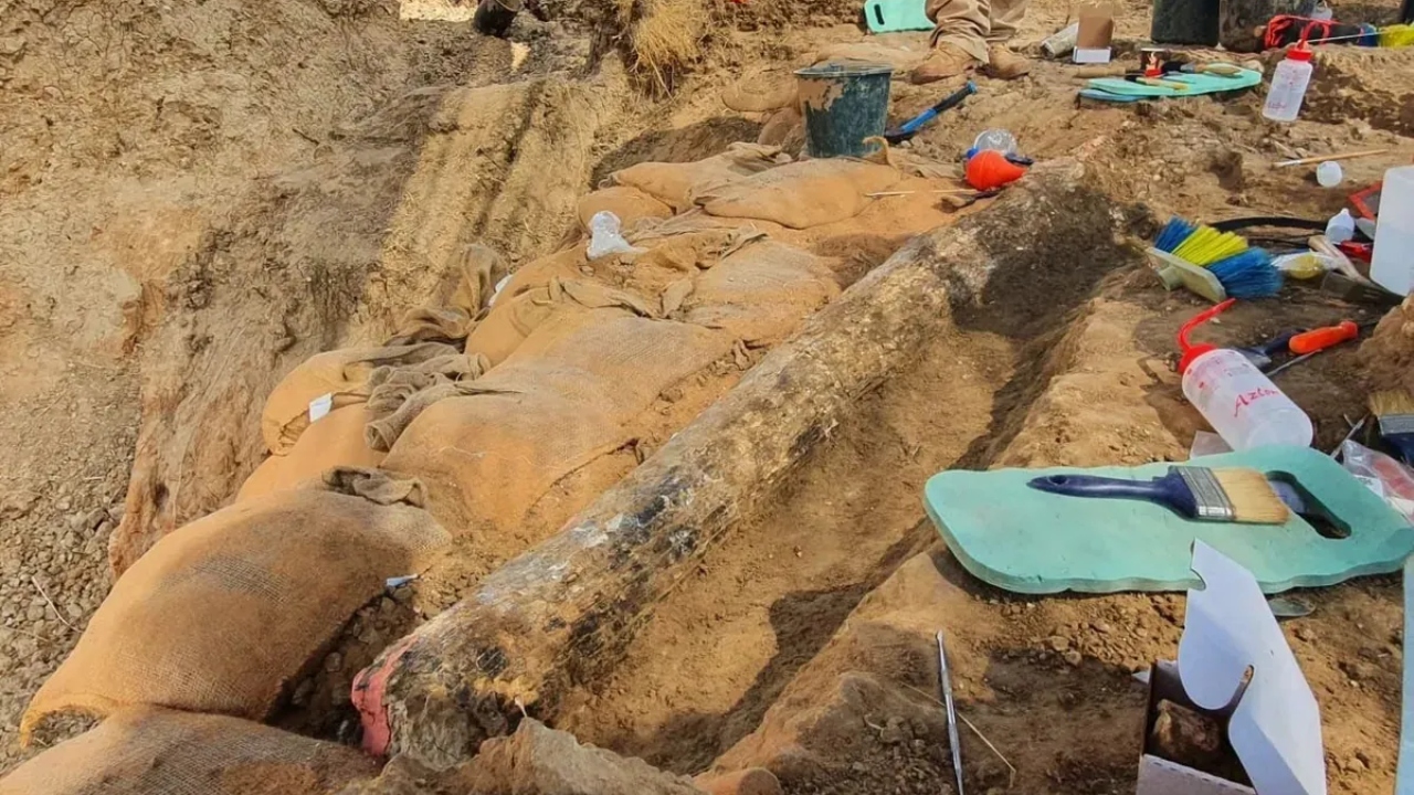 Presa de elefante de meio milhão de anos é encontrada em Israel
