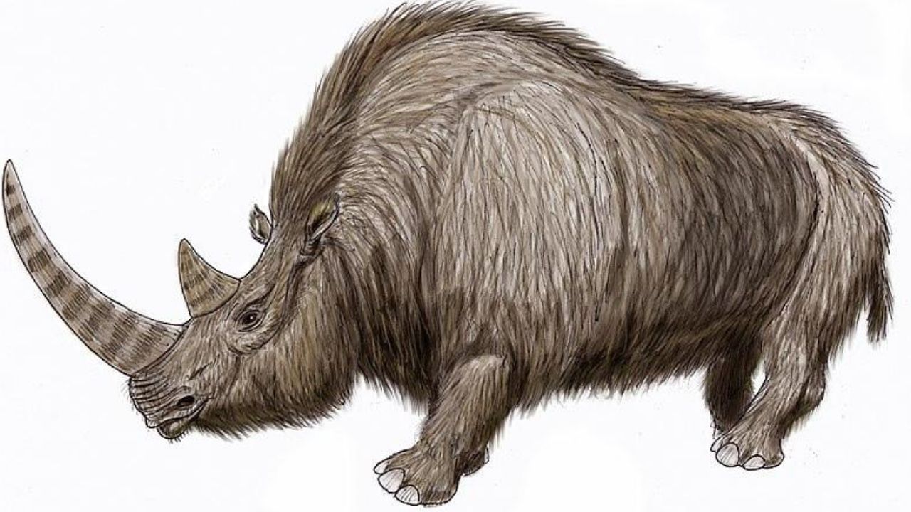 Pesquisadores descobrem que rinoceronte pré-histórico desapareceu devido à mudança climática